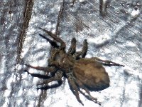 Plexippus petersi DSC09326 edit